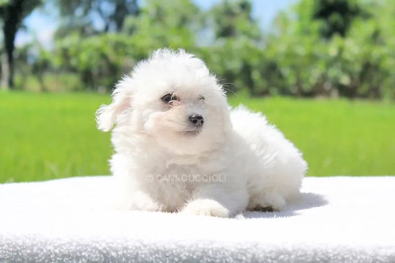 Dolly, cucciolo di Maltese, in posa