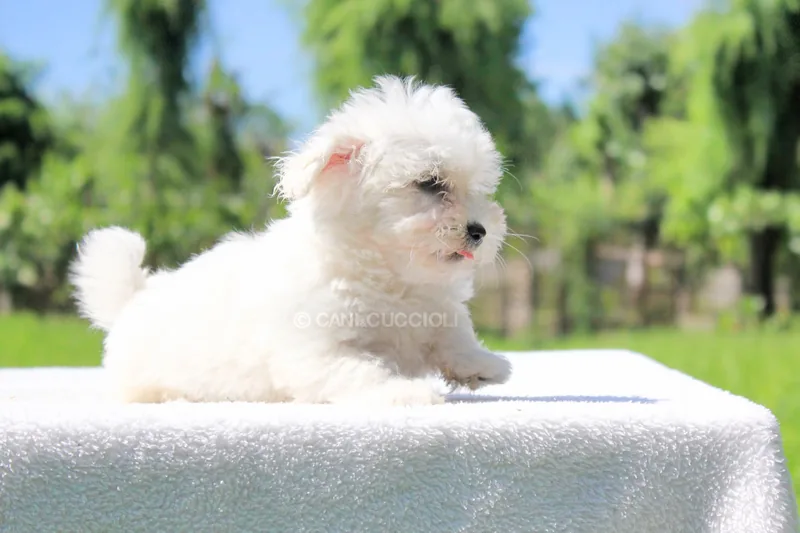Dolly, cucciolo di Maltese, in posa