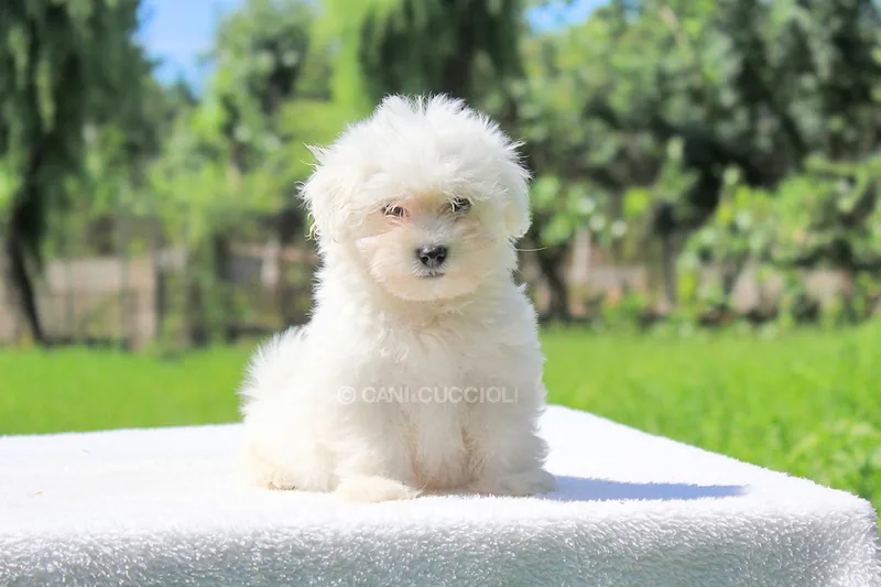 Dolly, cucciolo di Maltese, in posa