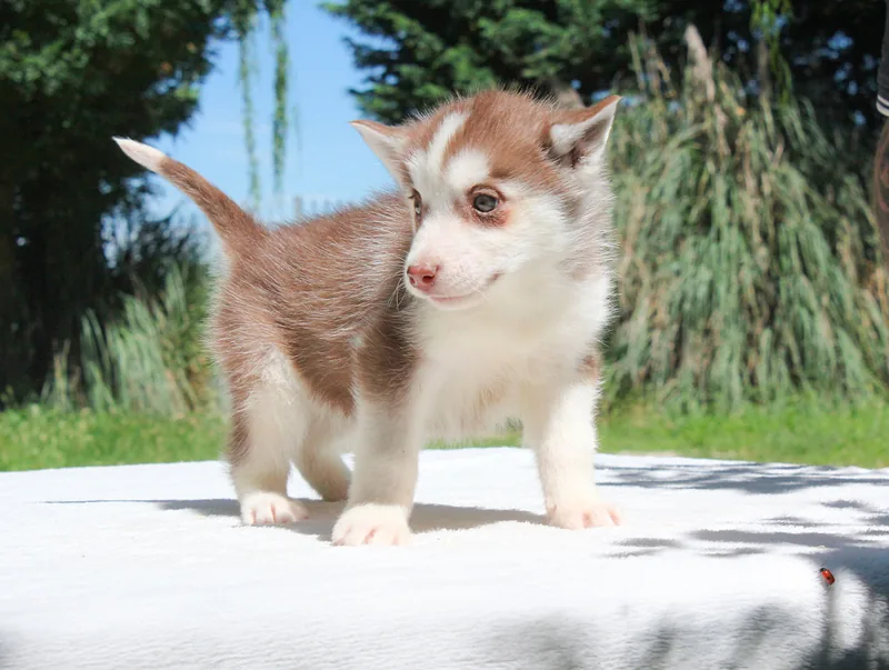 Elisabeth, cucciolo di Husky, in posa