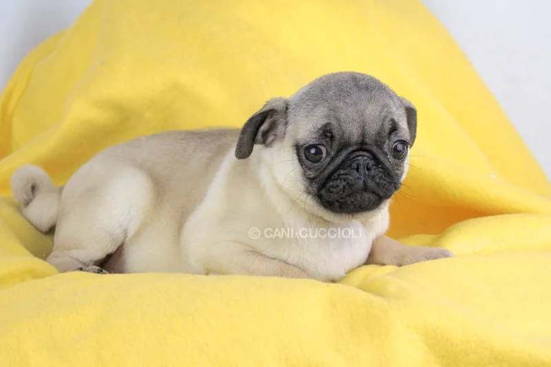 Elsa, cucciolo di Carlino, in posa