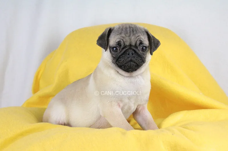 Elsa, cucciolo di Carlino, in posa