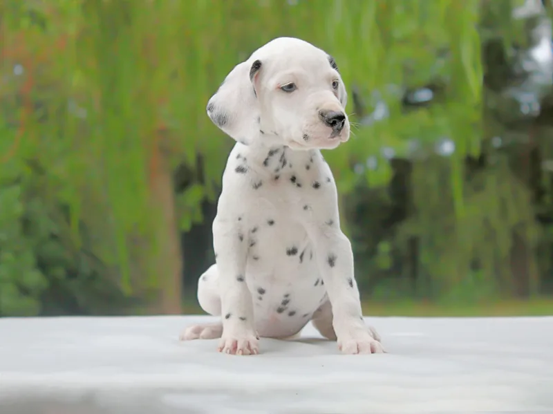 Elsa, Dalmata, fotografata di profilo