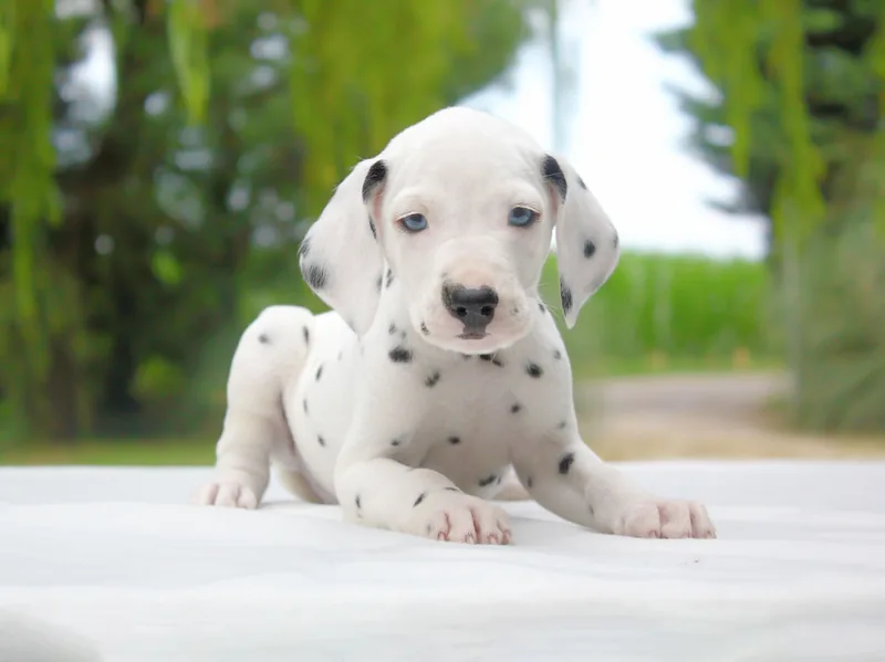 Elsa, Dalmata, fotografata frontalmente