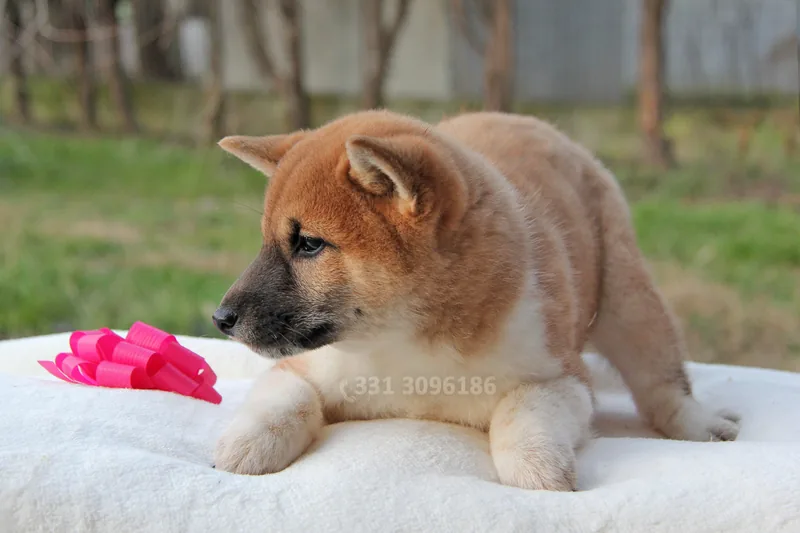 Emily, cucciolo di Shiba Inu, in posa