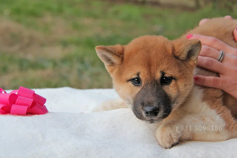 Emily, cucciolo di Shiba Inu, in posa