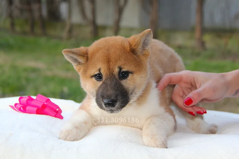 Emily, cucciolo di Shiba Inu, in posa