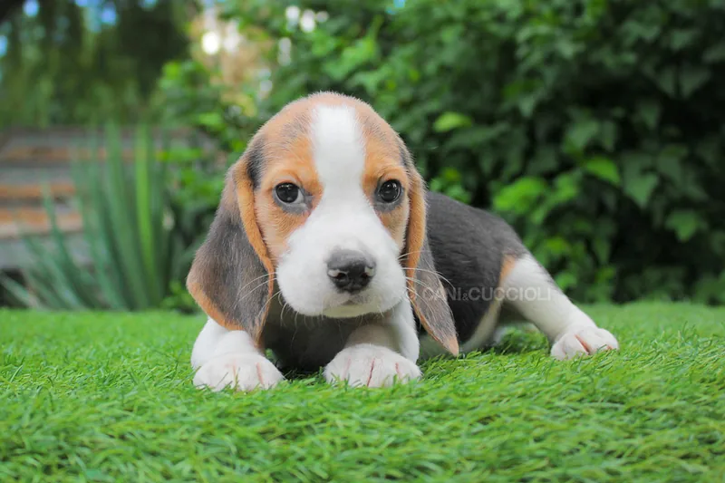 Eurika, Beagle, fotografata sul prato