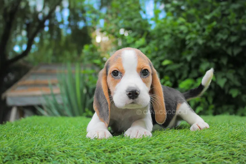 Eurika, Beagle, in mezzo al verde