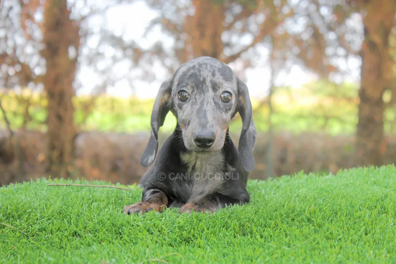 Felicia, cucciolo di Bassotto, in posa