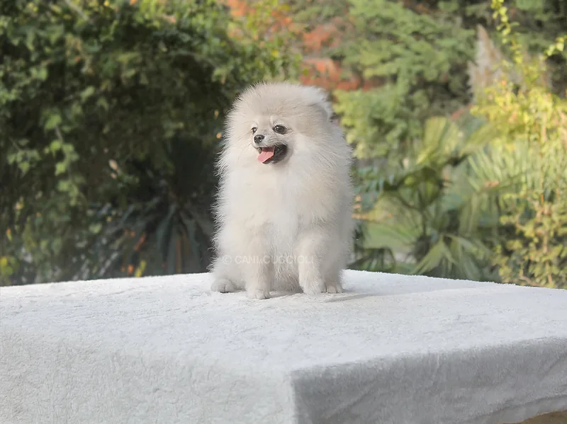 Fitzgerald, cucciolo di Pomerania, in posa