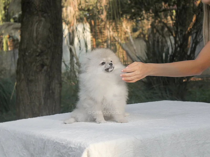 Fitzgerald, cucciolo di Pomerania, in posa