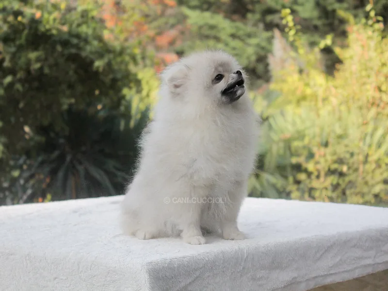 Fitzgerald, cucciolo di Pomerania, in posa