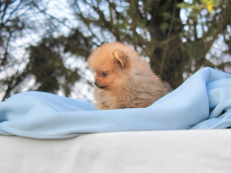 Fray, cucciolo di Pomerania, in posa