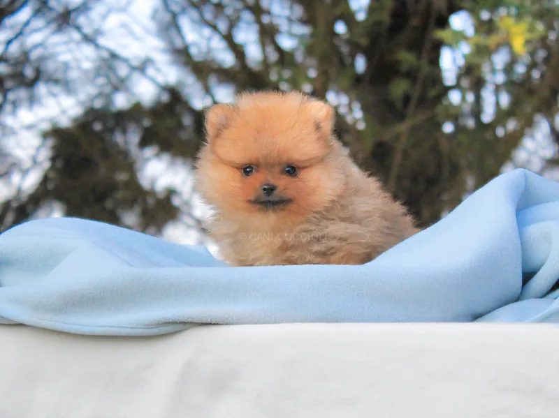 Fray, cucciolo di Pomerania, in posa