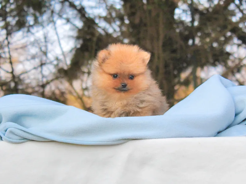 Fray, cucciolo di Pomerania, in posa