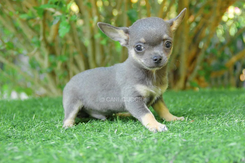 Gigio, cucciolo di Chihuahua, in posa