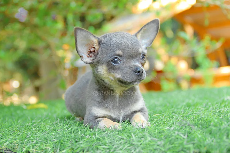 Gigio, cucciolo di Chihuahua, in posa