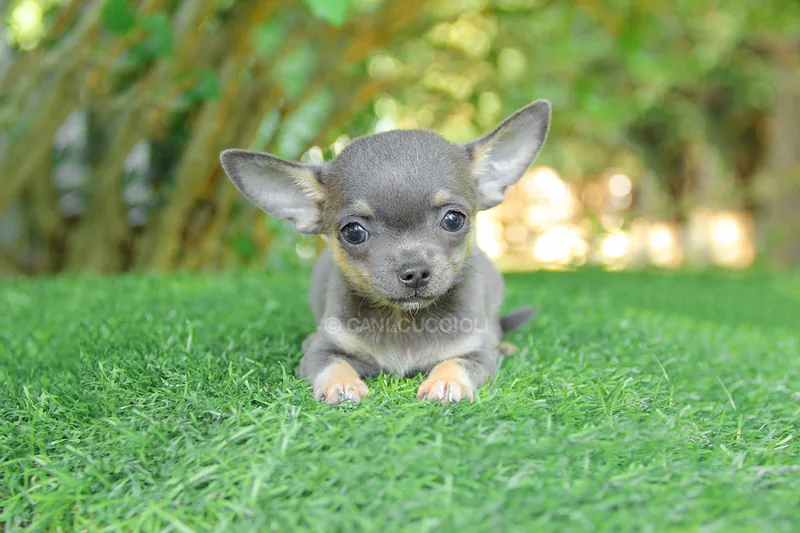 Gigio, cucciolo di Chihuahua, in posa