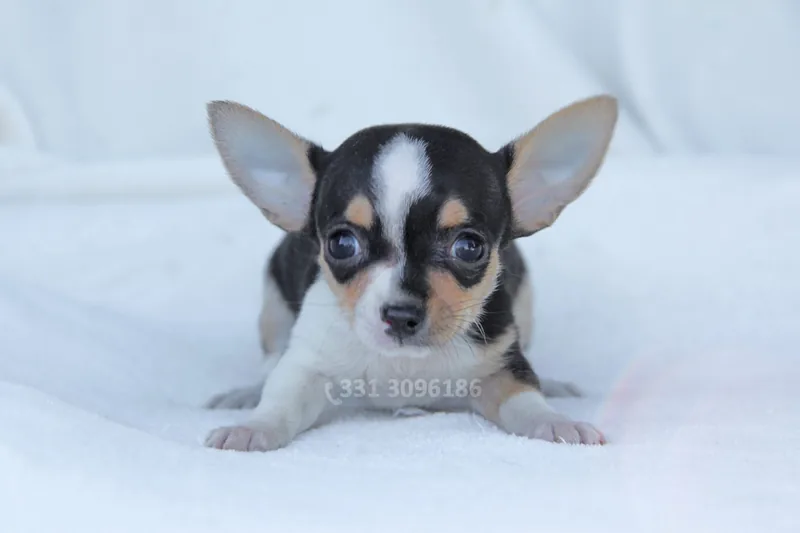 Giorgina, cucciolo di Chihuahua, in posa