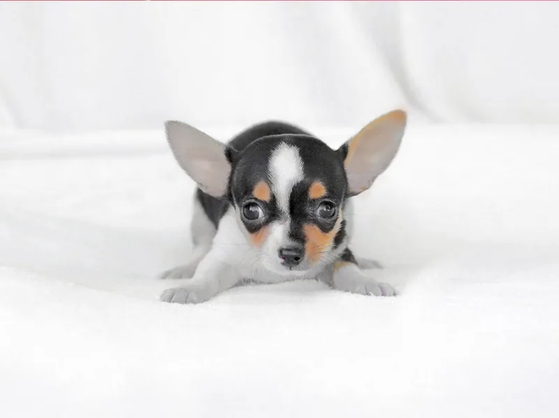 Giorgina, cucciolo di Chihuahua, in posa