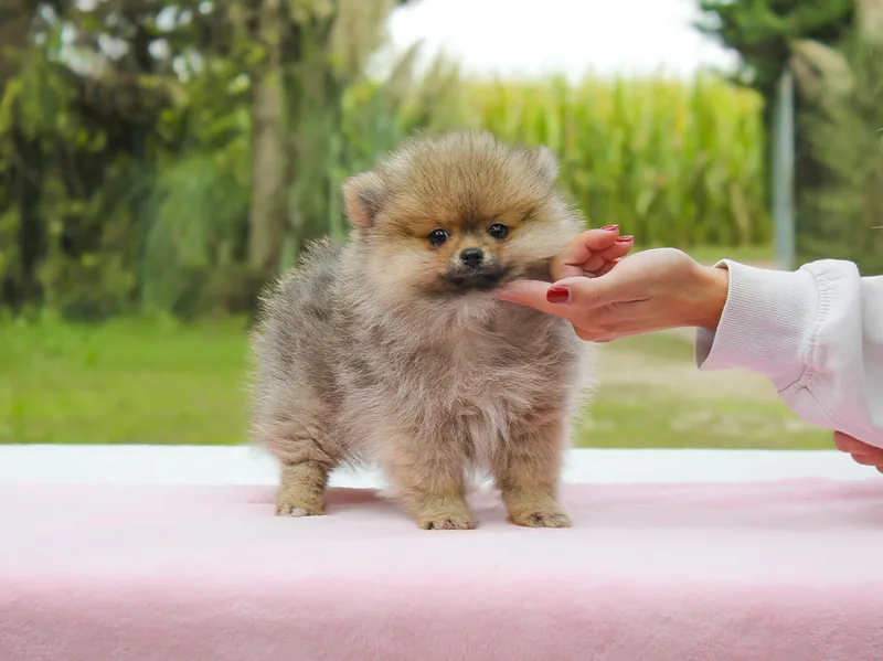 Giselle, cucciola di Pomerania in una foto dedicata alla vita da cucciolo
