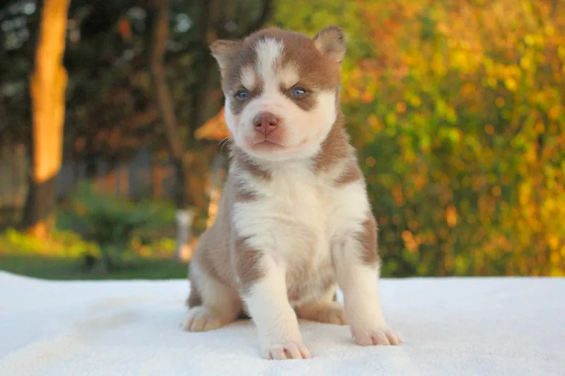 Gordy, Husky, in un ritratto frontale