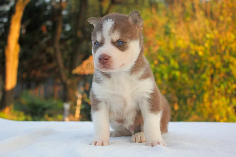 Gordy, Husky, in una seconda posa