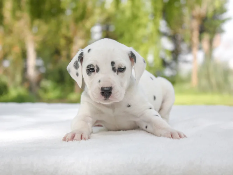 Gracio, Dalmata, fotografato con le macchie ben visibili