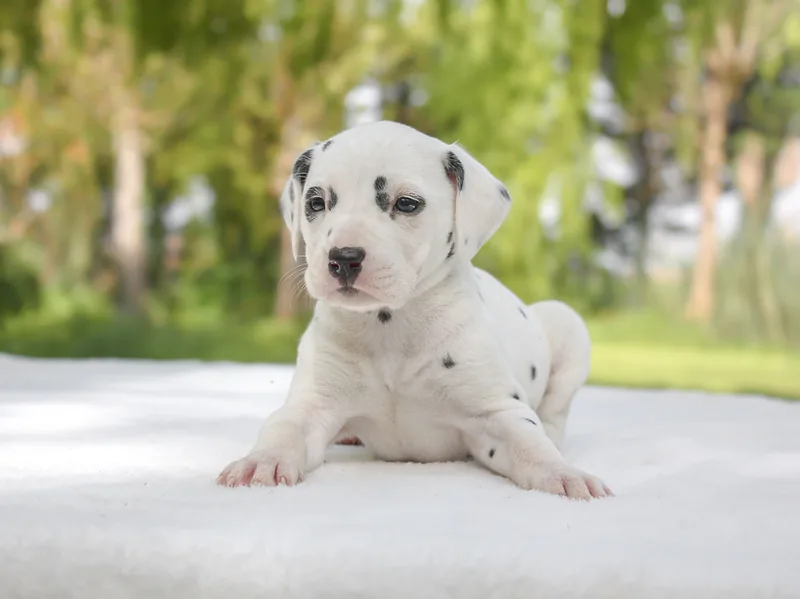 Gracio, Dalmata, mentre guarda davanti a sé