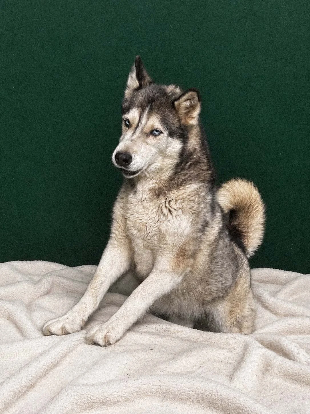 Husky, maschio di 7 anni