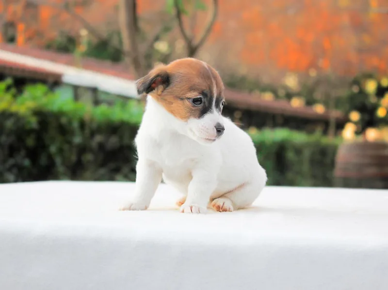 Haley, Jack Russell, seduta