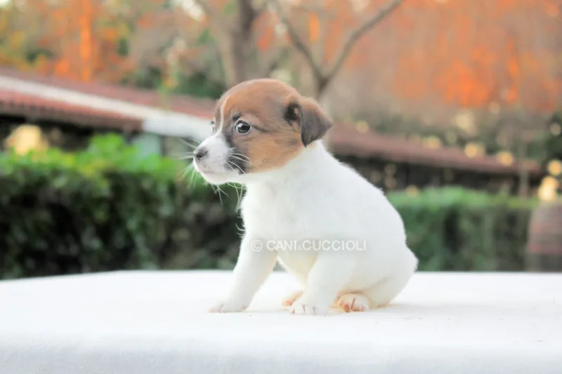 Haley, Jack Russell, mentre si gira di lato
