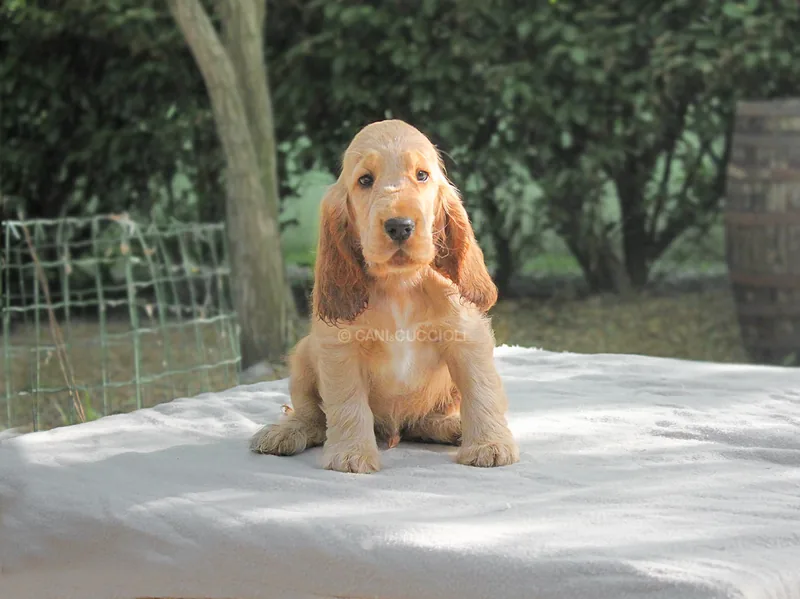 Haruto, Cocker Spaniel, mentre guarda altrove