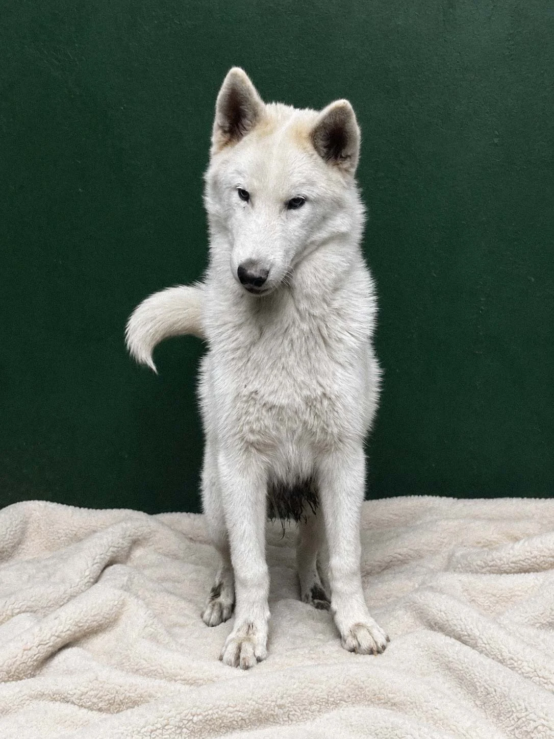 Husky, maschio di 4 annin