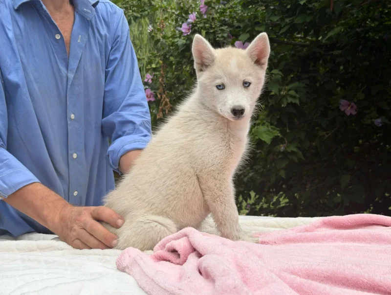 Allevamento Husky