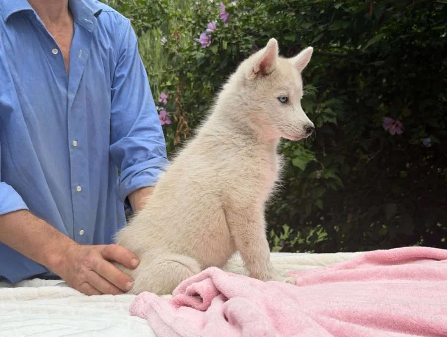 Vendita Cuccioli Siberian Husky