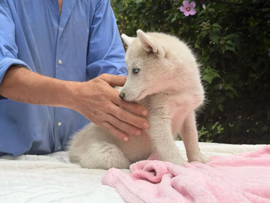 Cuccioli Siberian Husky