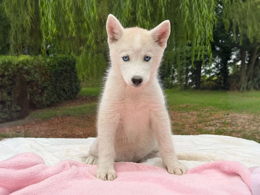Allevamento Siberian Husky