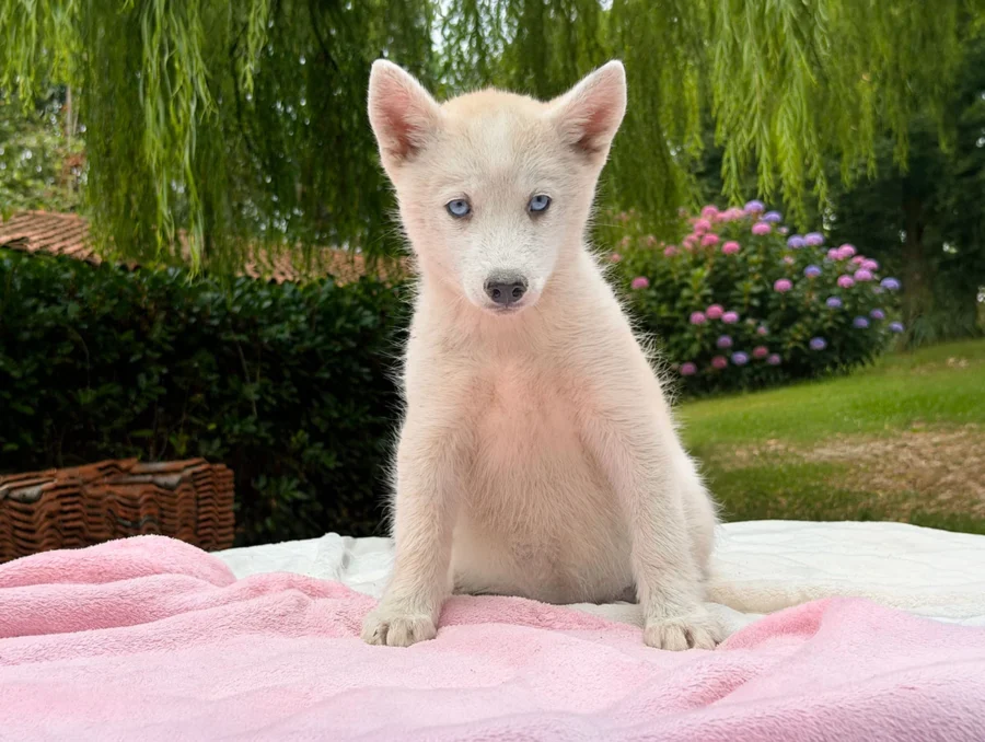 Cuccioli di Husky