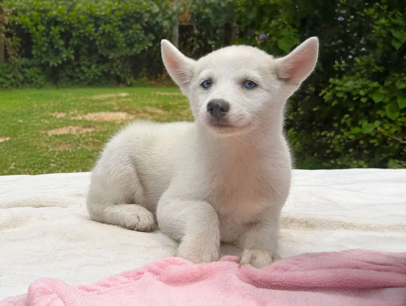 Vendita Cuccioli Husky