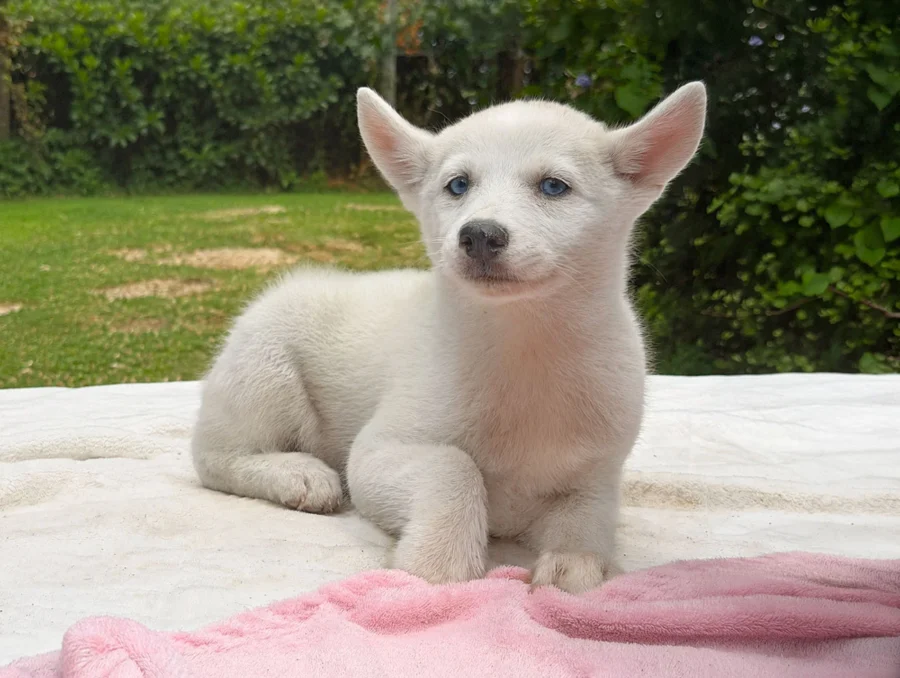 Vendita Cuccioli Husky