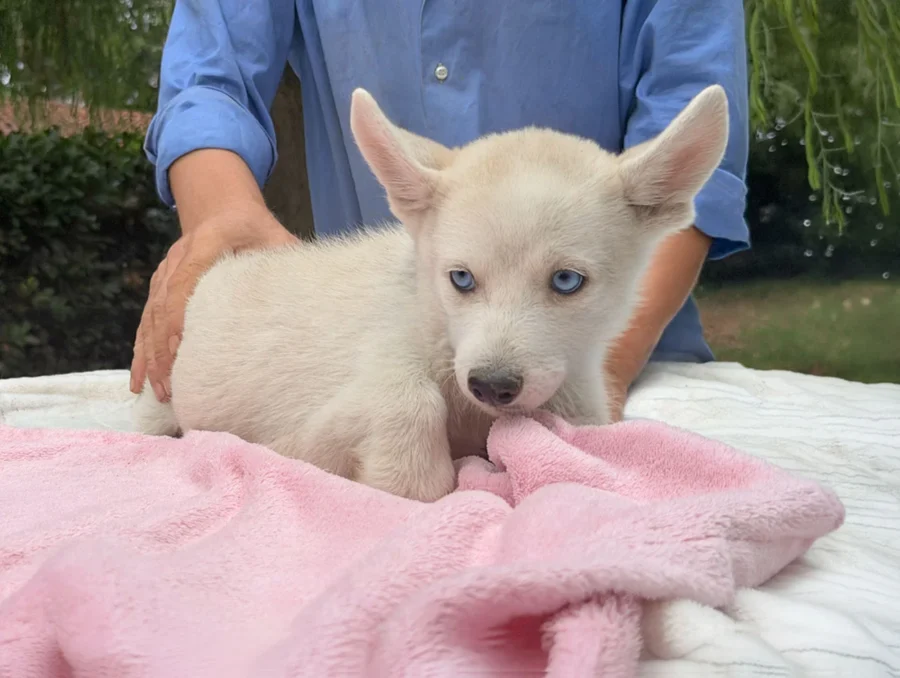 Cuccioli Husky