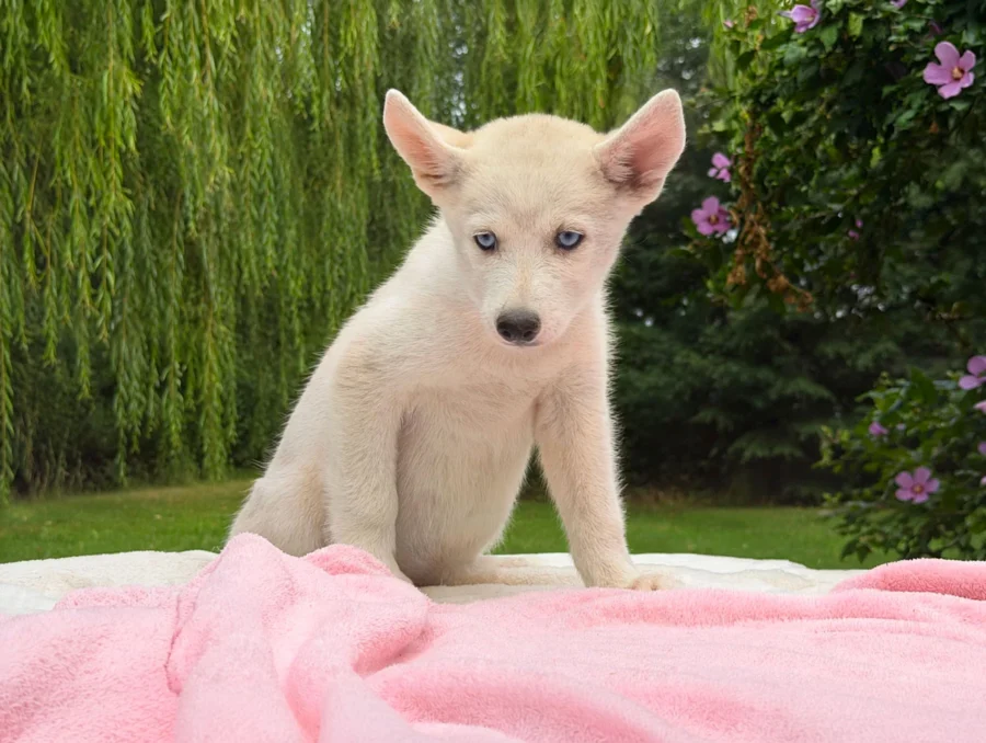 Allevamento Cuccioli Husky