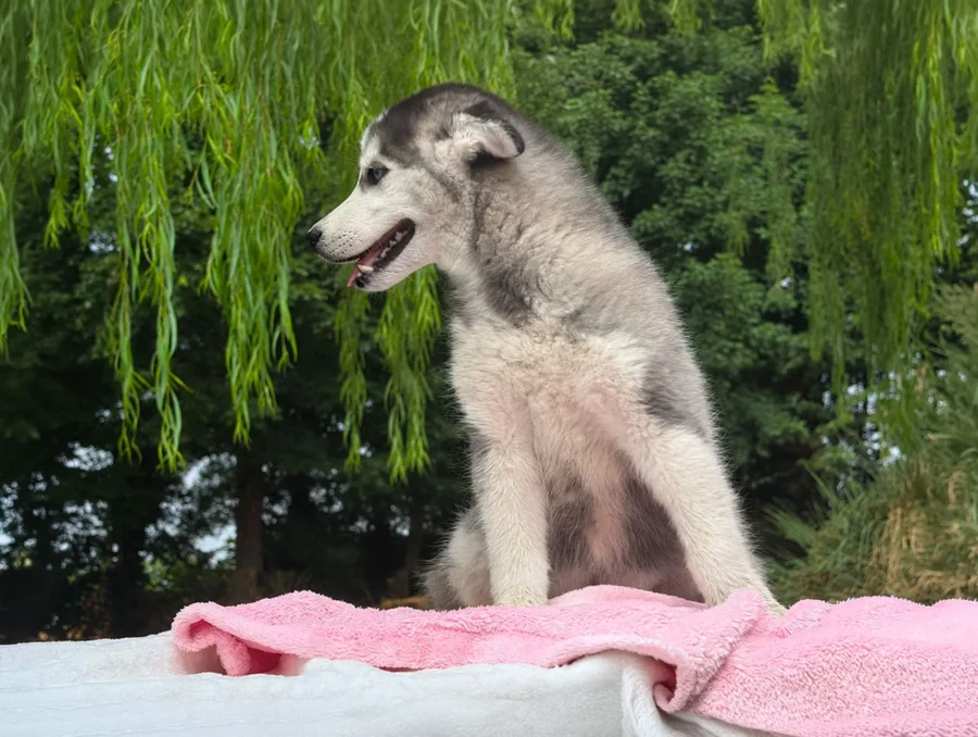 Cuccioli di Husky