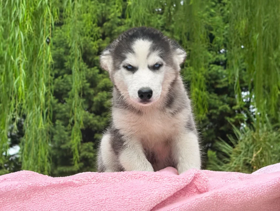 Husky Cuccioli