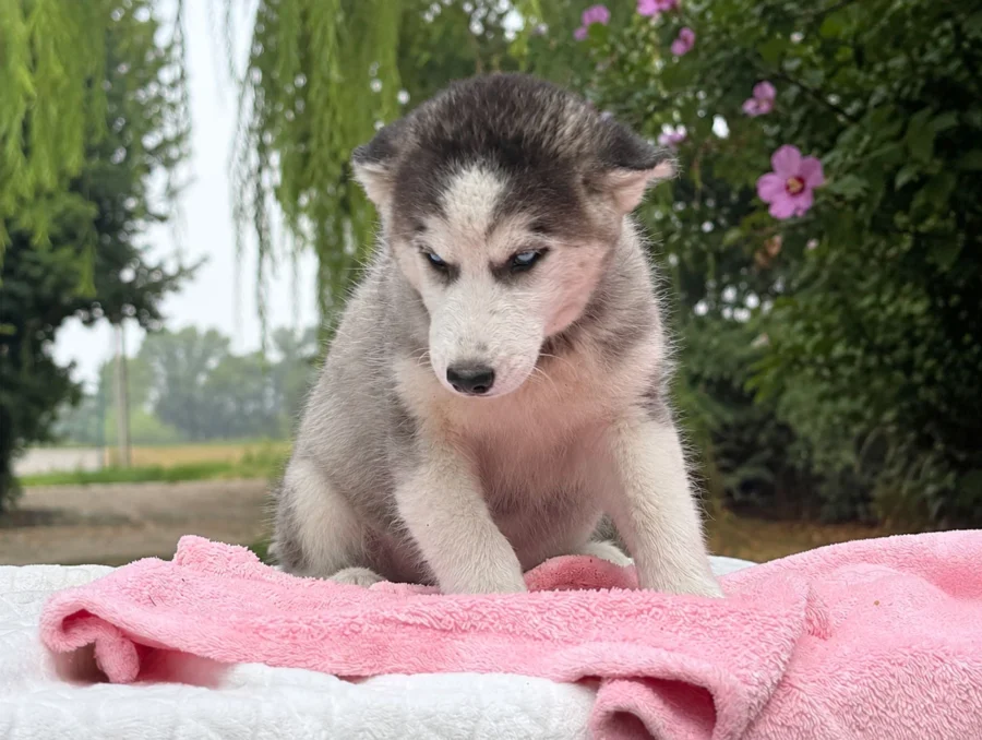 Vendita Cuccioli Husky