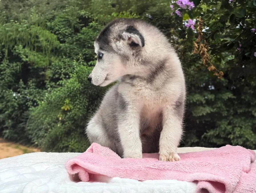 Cuccioli Husky