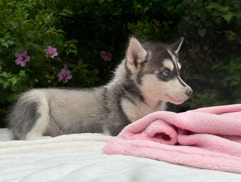 Vendita Cuccioli Husky