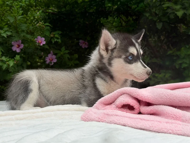 Vendita Cuccioli Husky